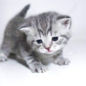 Meet your Posher, Rayan